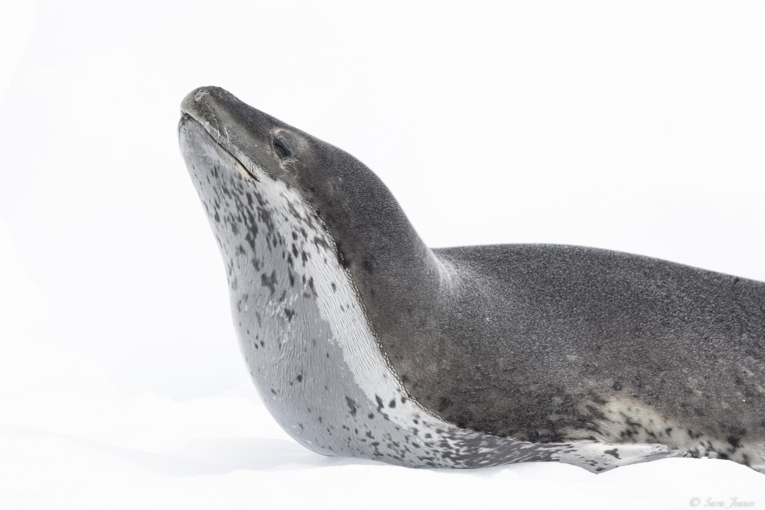 OTL26-25, Day 6, Leopard Seal 2 © Sara Jenner - Oceanwide Expeditions.jpg