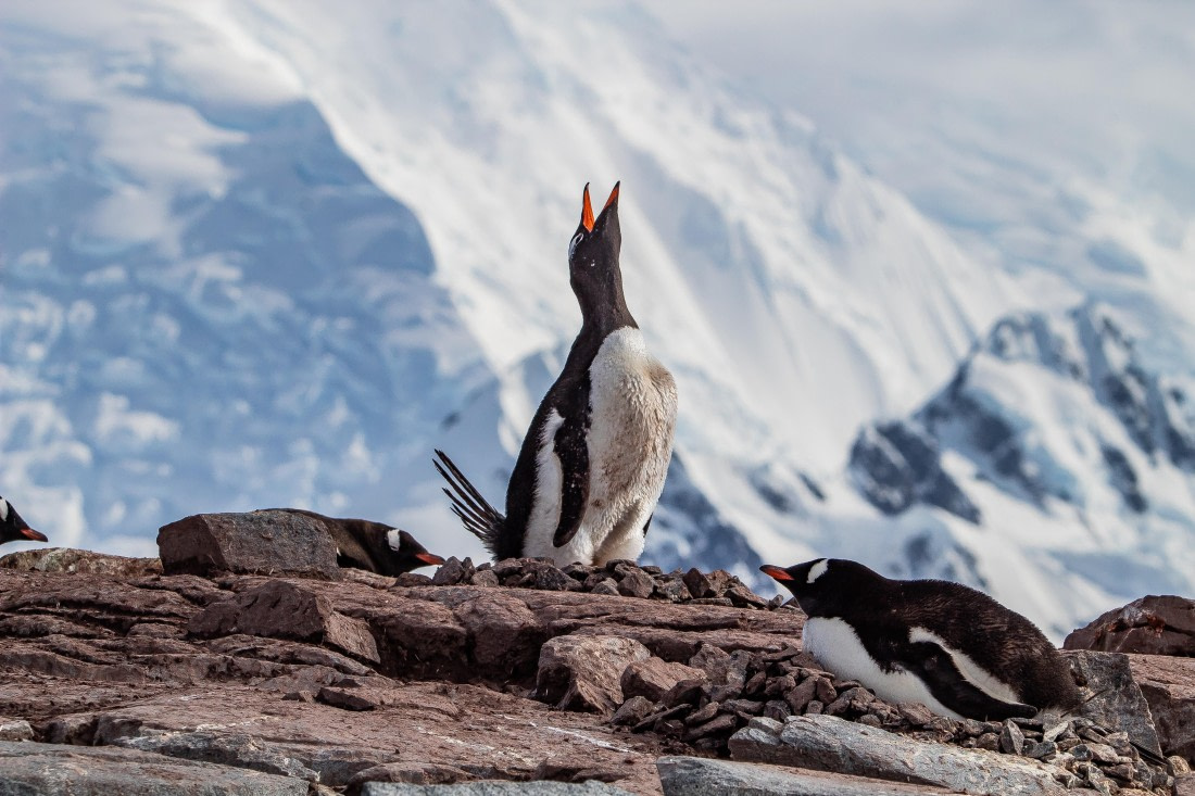 OTL26-25, Day 7, IMG_5637 © Koen Jongerling - Oceanwide Expeditions.jpg
