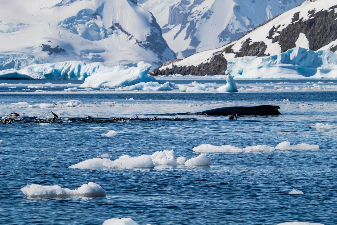 OTL26-25, Day 7, IMG_5653 © Koen Jongerling - Oceanwide Expeditions.jpg