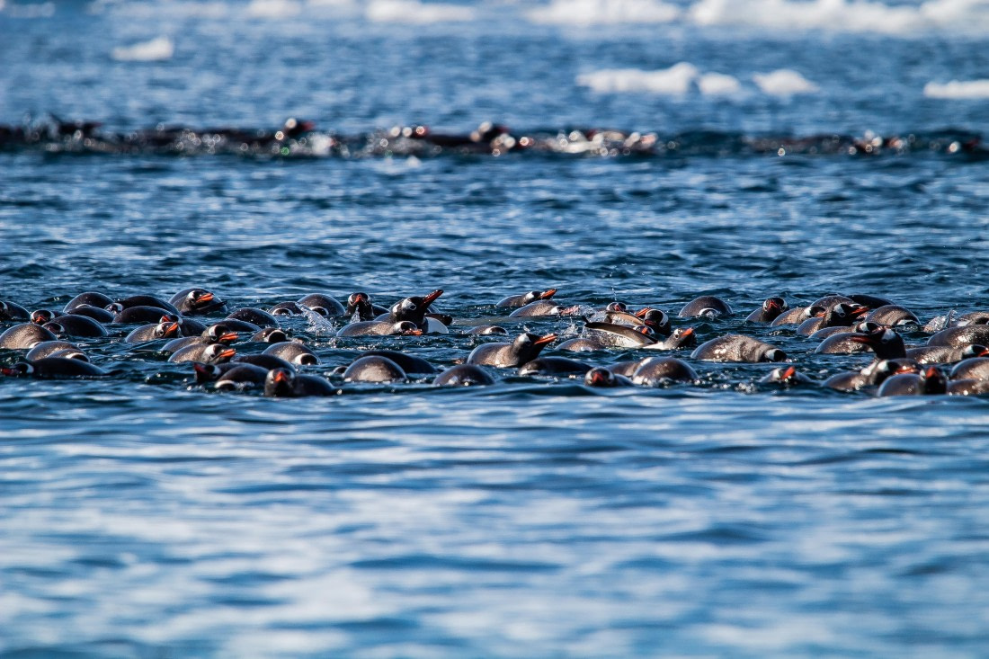 OTL26-25, Day 7, IMG_5668 © Koen Jongerling - Oceanwide Expeditions.jpg