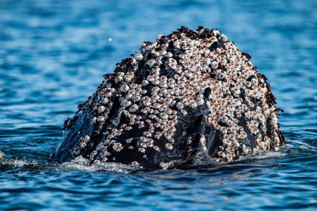 OTL26-25, Day 7, IMG_5670 © Koen Jongerling - Oceanwide Expeditions.jpg