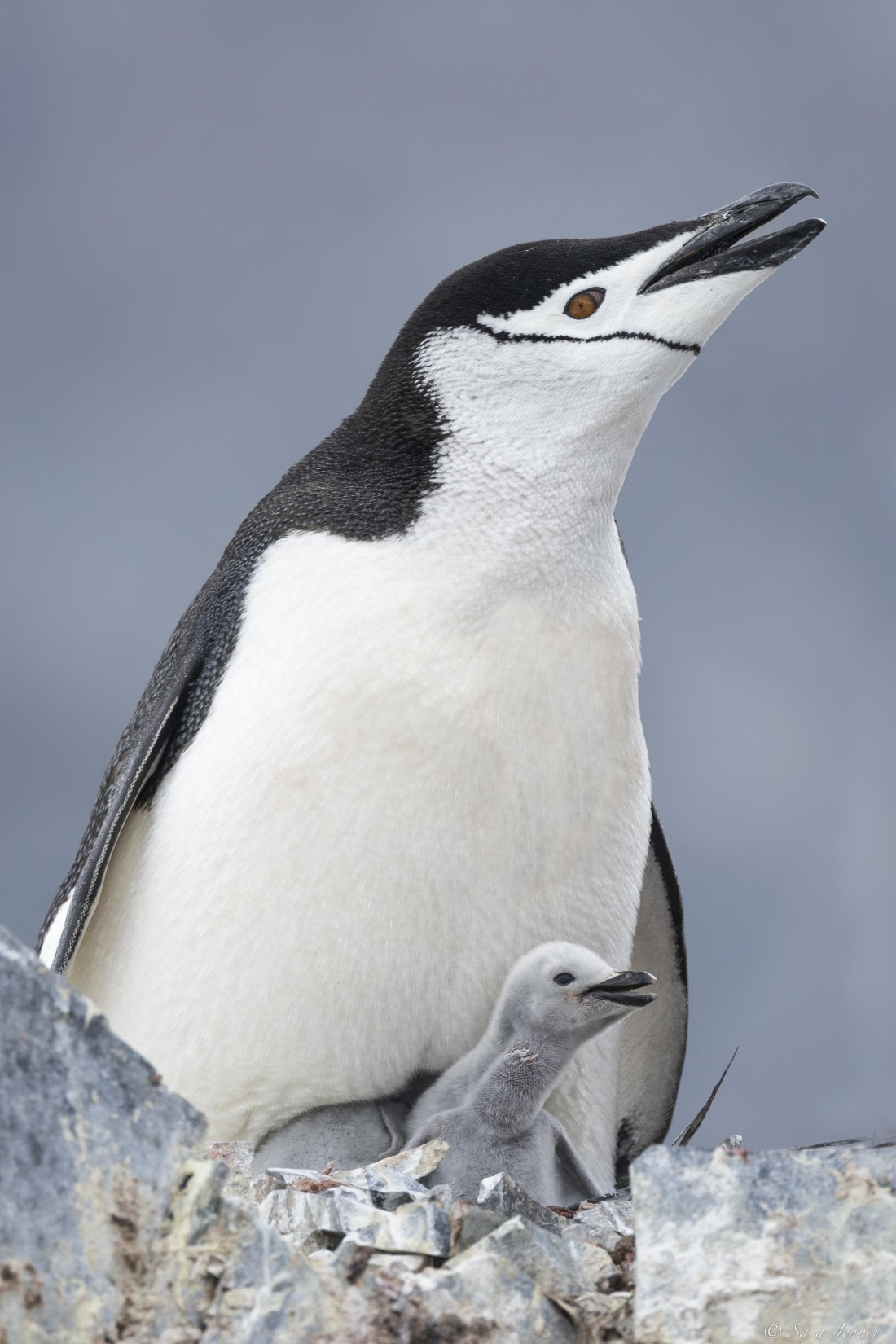 OTL26-25, Day 8, Chinstrap chick 2 © Sara Jenner - Oceanwide Expeditions.jpg