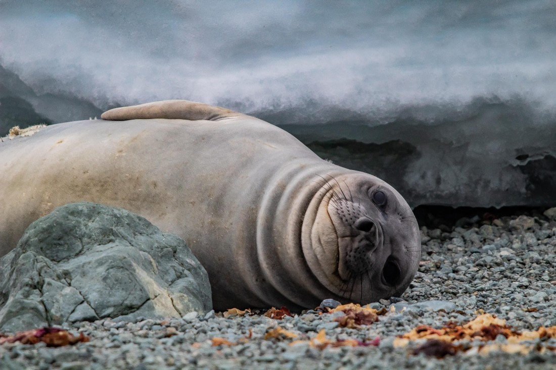 OTL26-25, Day 8, IMG_5798 © Koen Jongerling - Oceanwide Expeditions.jpg