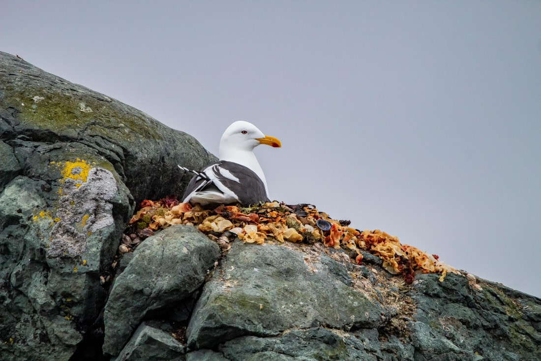 OTL26-25, Day 8, IMG_5801 © Koen Jongerling - Oceanwide Expeditions.jpg