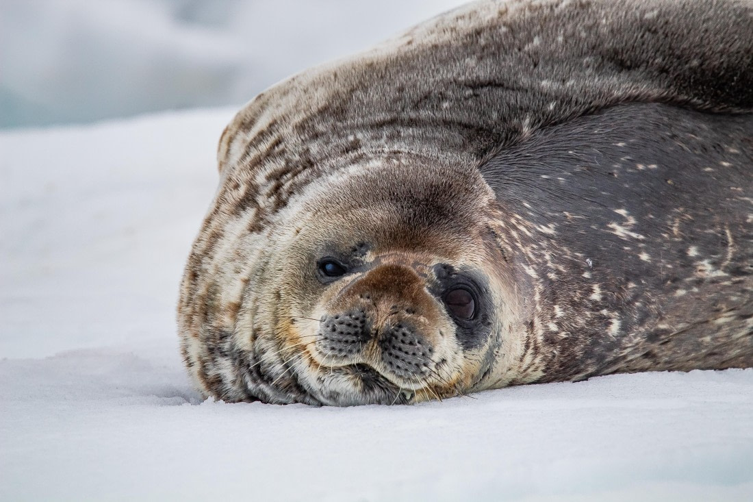 OTL26-25, Day 8, IMG_5810 © Koen Jongerling - Oceanwide Expeditions.jpg