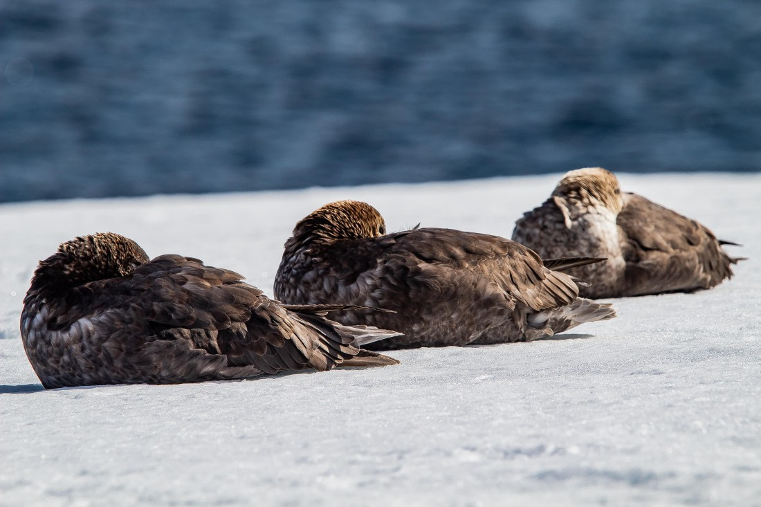 OTL26-25, Day 9, IMG_5869 © Koen Jongerling - Oceanwide Expeditions.jpg