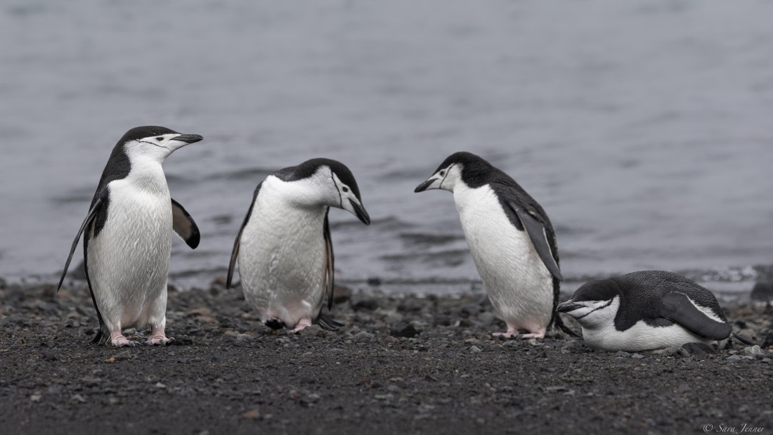 OTL26-25, Day 10, Deception island 1 © Sara Jenner - Oceanwide Expeditions.jpg