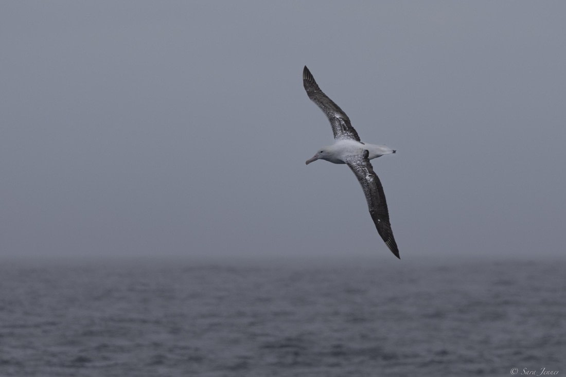 OTL26-25, Day 11, Drake passage © Sara Jenner - Oceanwide Expeditions.jpg