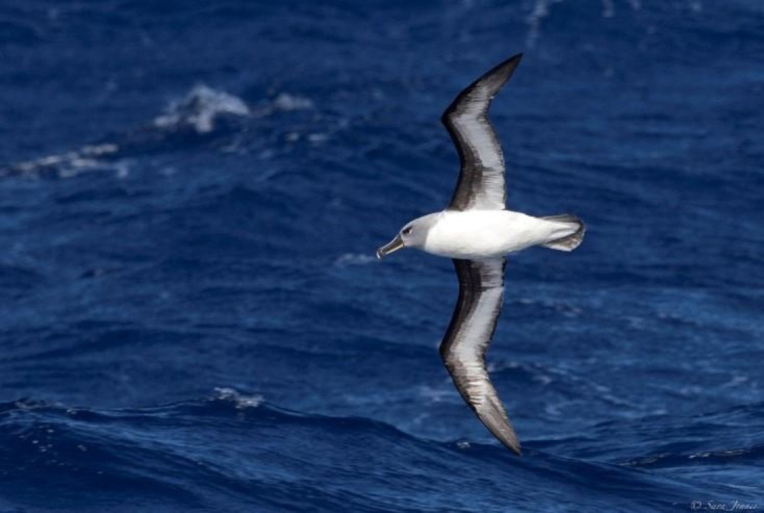 OTL26-25, Day 12, Picture4 © Sara Jenner - Oceanwide Expeditions.jpg