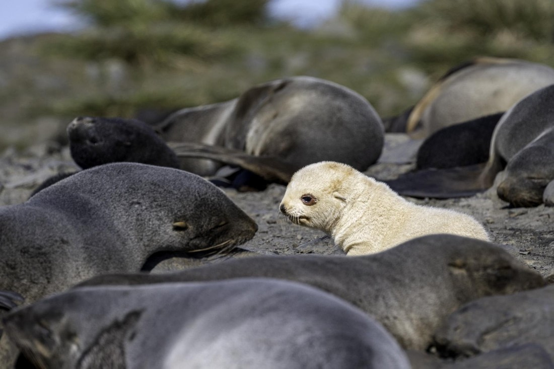 Blond Fur Seal