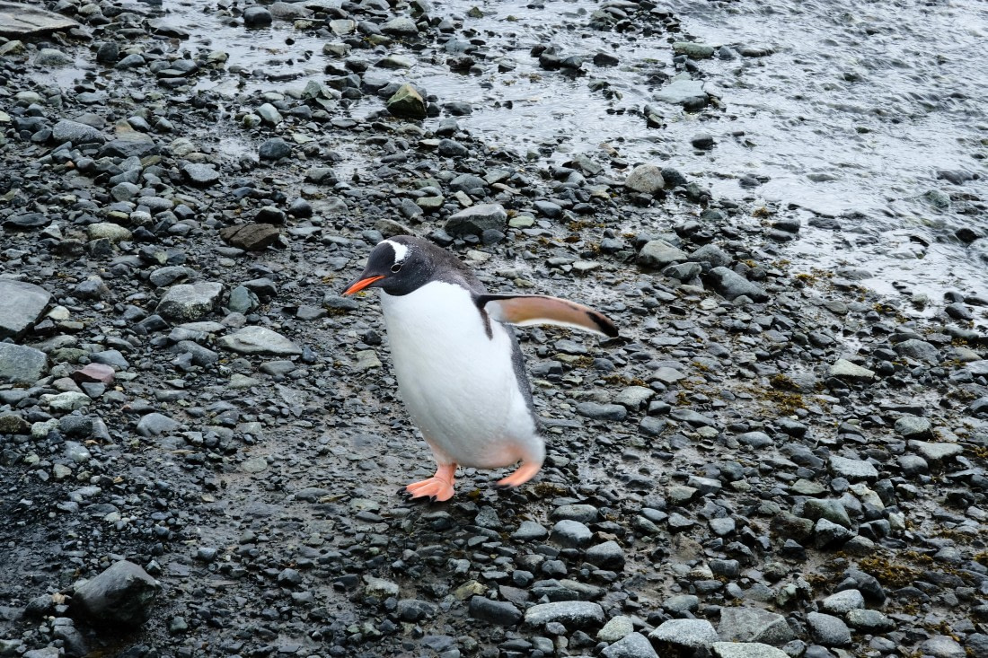 Waddle waddle