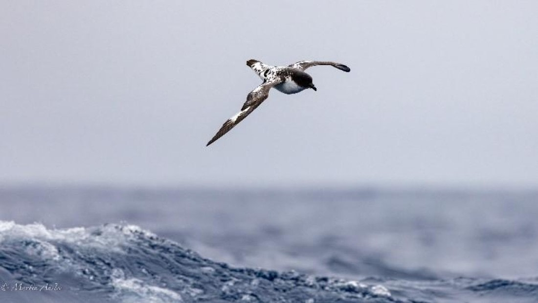 PLA26-25, Day 3, Picture4 © Martin Anstee - Oceanwide Expeditions.jpg