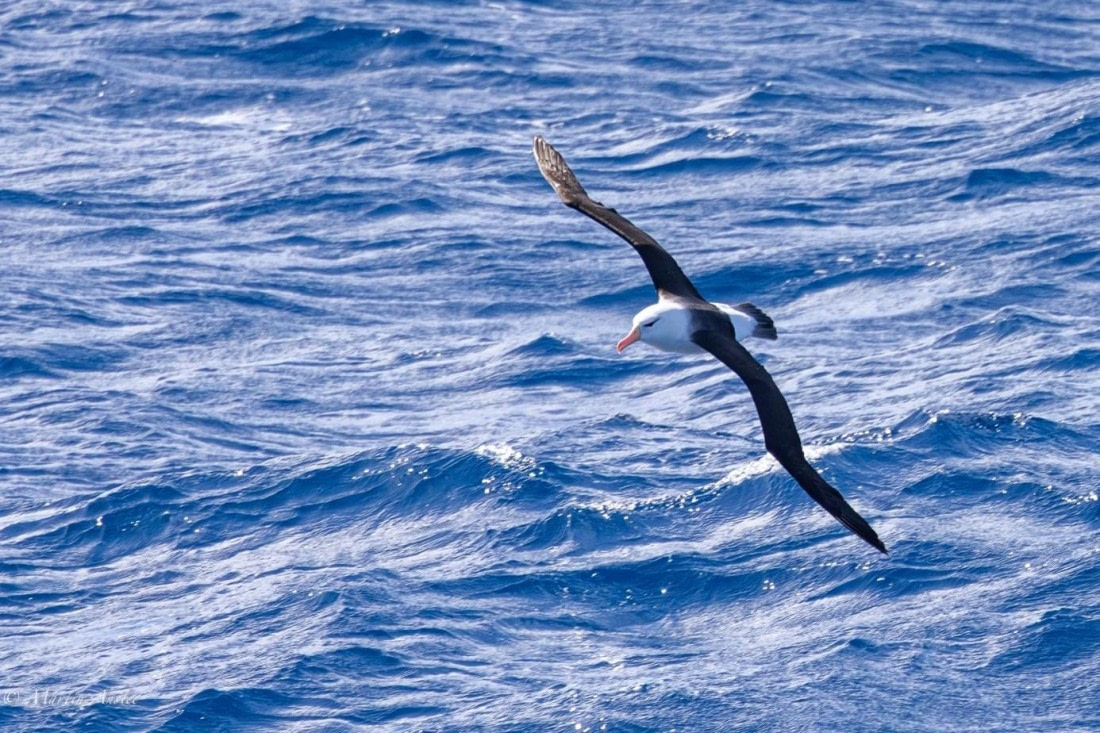 PLA26-25, Day 2, Picture3 © Martin Anstee - Oceanwide Expeditions.jpg
