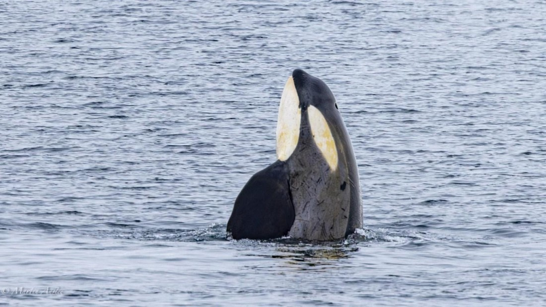 PLA26-25, Day 4, Picture8 © Martin Anstee - Oceanwide Expeditions.jpg