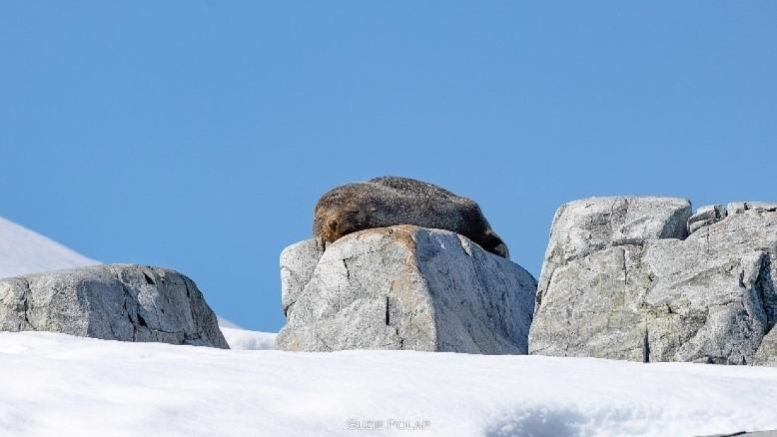 PLA26-25, Day 8, Picture24 © Susanne Polap - Oceanwide Expeditions.jpg