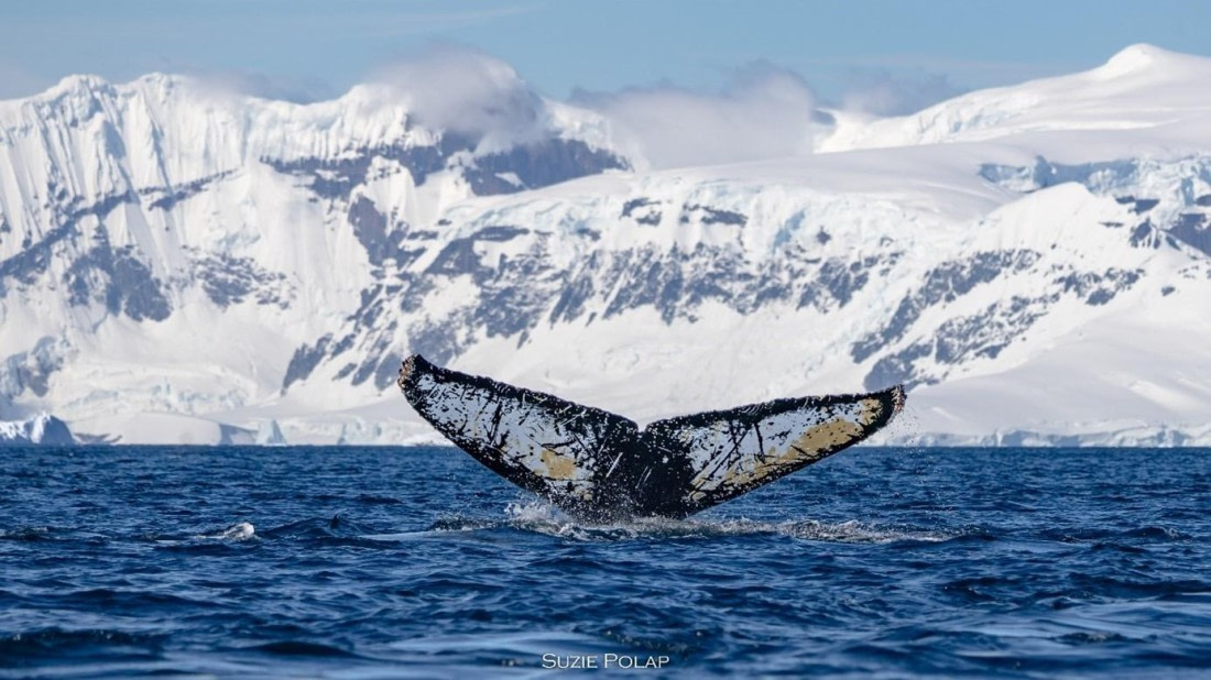PLA26-25, Day 8, Picture26 © Susanne Polap - Oceanwide Expeditions.jpg