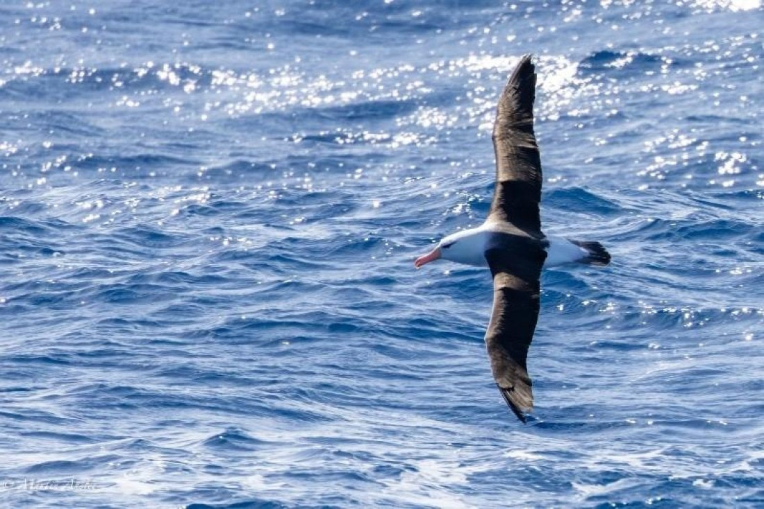 PLA26-25, Day 10, Picture29 © Martin Anstee - Oceanwide Expeditions.jpg