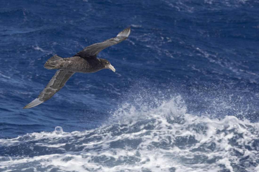 OTL27-25, Day 2, Petrel © Sara Jenner - Oceanwide Expeditions.jpg