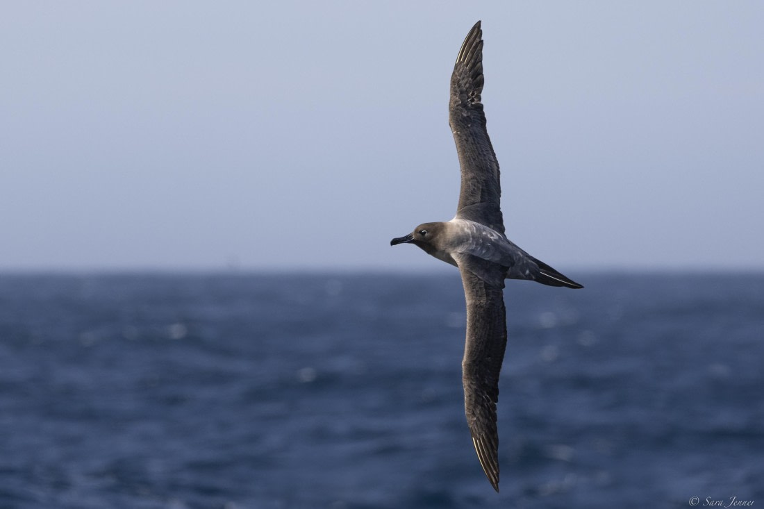 OTL27-25, Day 3, Light mantled albatros © Sara Jenner - Oceanwide Expeditions.jpg