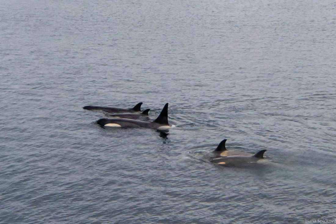 OTL27-25, Day 4, _DSC4782 © Hana Spickova - Oceanwide Expeditions.jpg