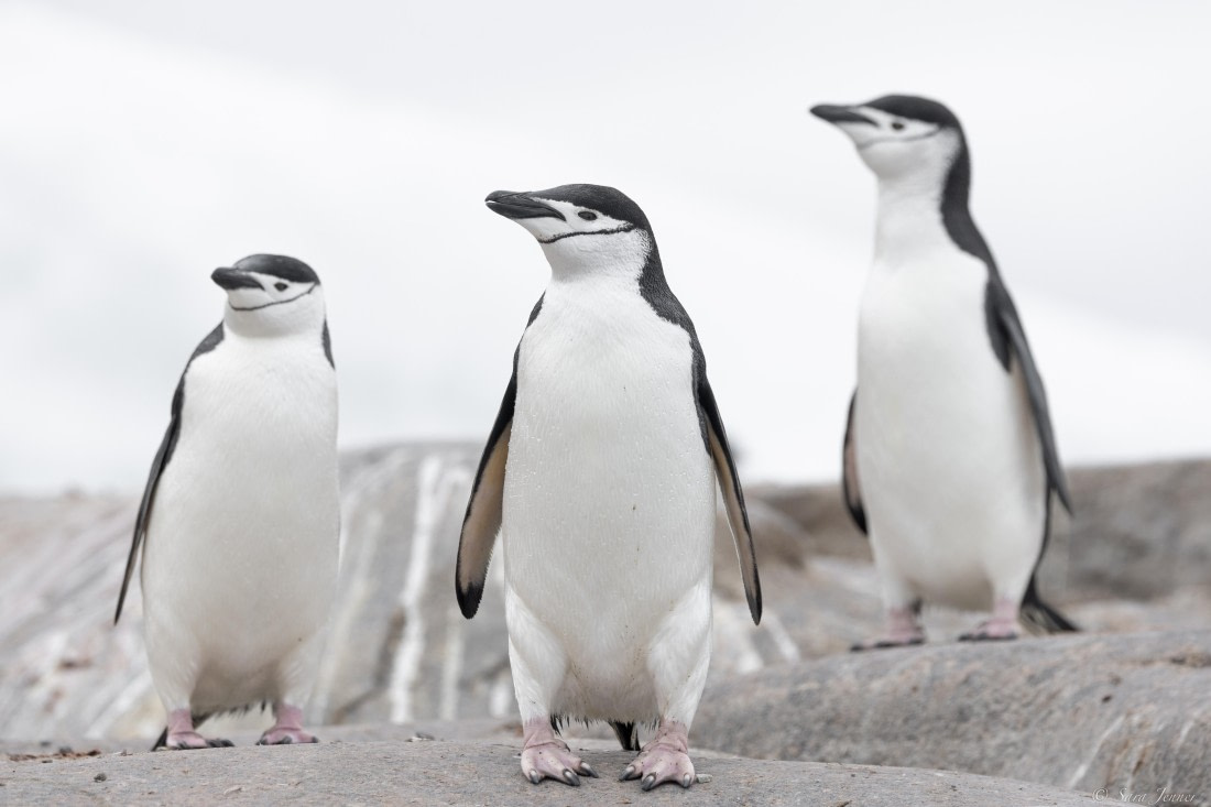 OTL27-25, Day 4, Chinstraps © Sara Jenner - Oceanwide Expeditions.jpg