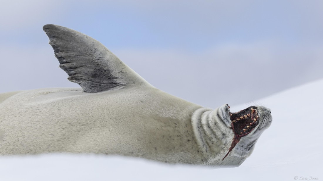 OTL27-25, Day 4, Crabeater 4 © Sara Jenner - Oceanwide Expeditions.jpg