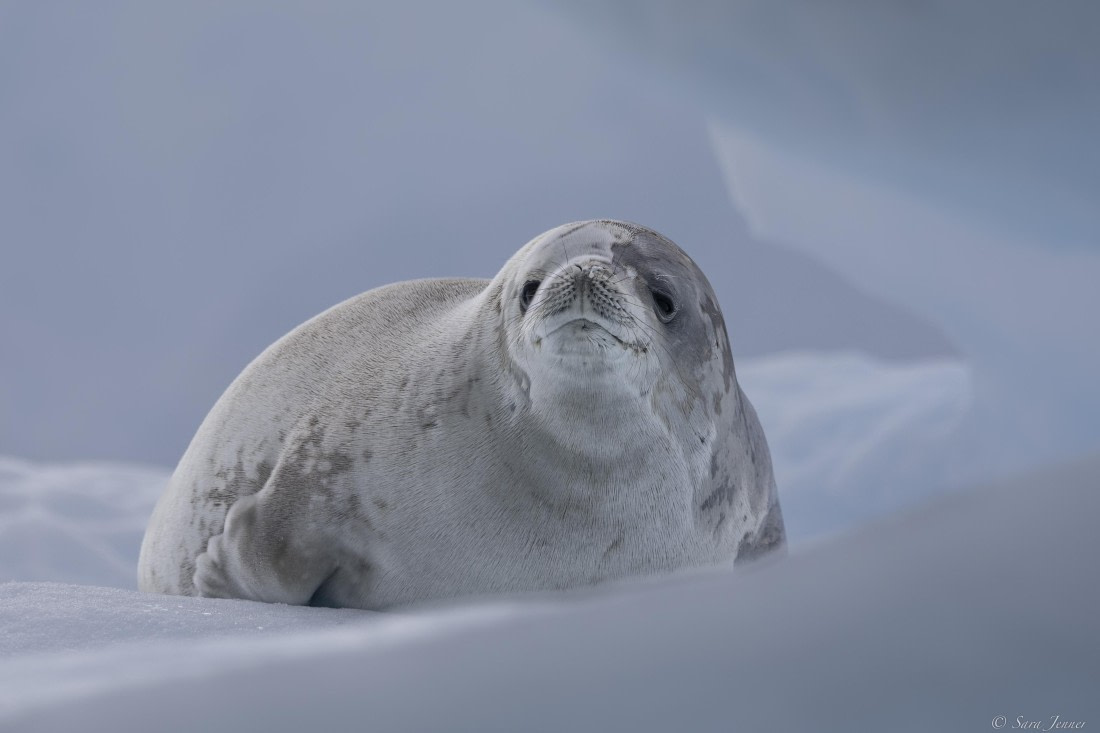 OTL27-25, Day 4, Crabeater 6 © Sara Jenner - Oceanwide Expeditions.jpg