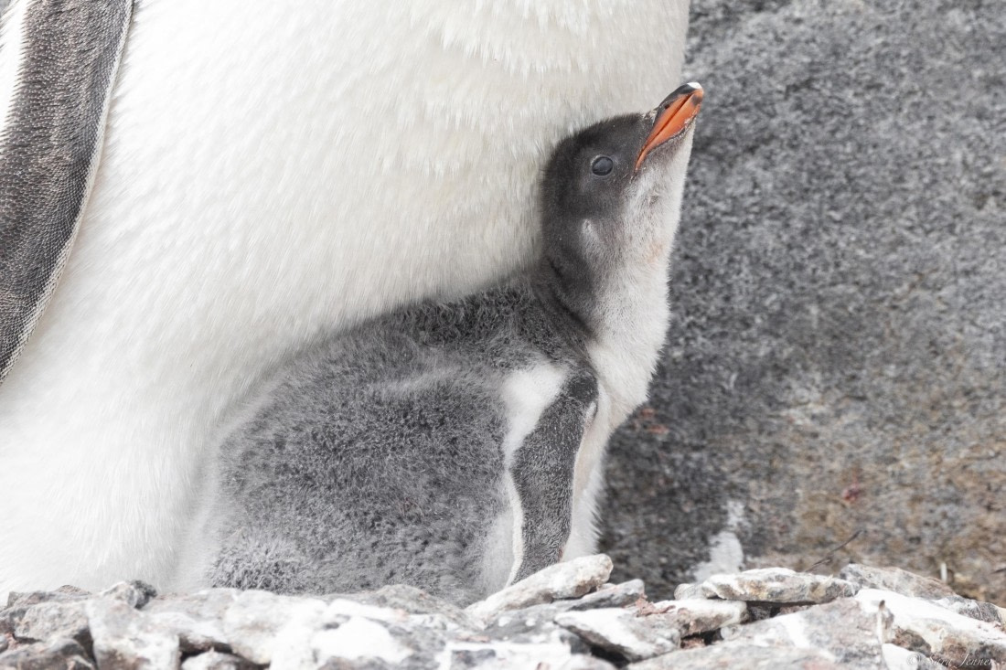 OTL27-25, Day 4, Gentoo chick © Sara Jenner - Oceanwide Expeditions.jpg