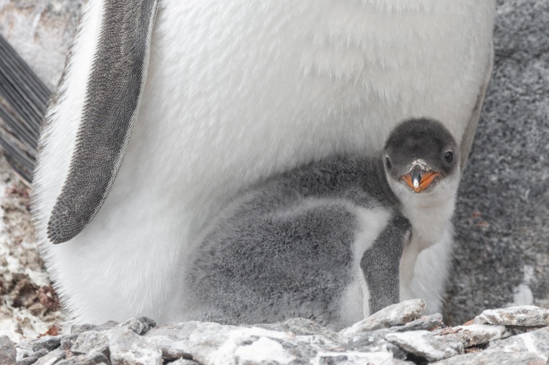 OTL27-25, Day 4, Gentoo chick 2 © Sara Jenner - Oceanwide Expeditions.jpg
