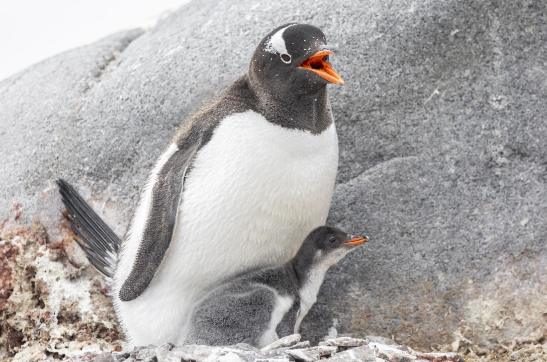 OTL27-25, Day 4, Gentoo chick 1 © Sara Jenner - Oceanwide Expeditions.jpg