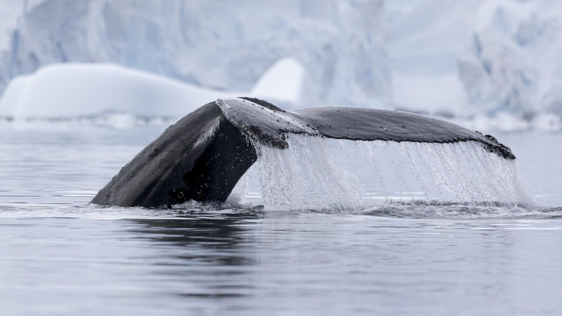 OTL27-25, Day 4, Humpback 1 © Sara Jenner - Oceanwide Expeditions.jpg