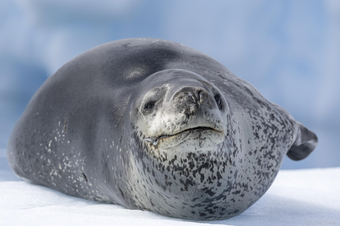 OTL27-25, Day 4, Leopard seal 1 © Sara Jenner - Oceanwide Expeditions.jpg