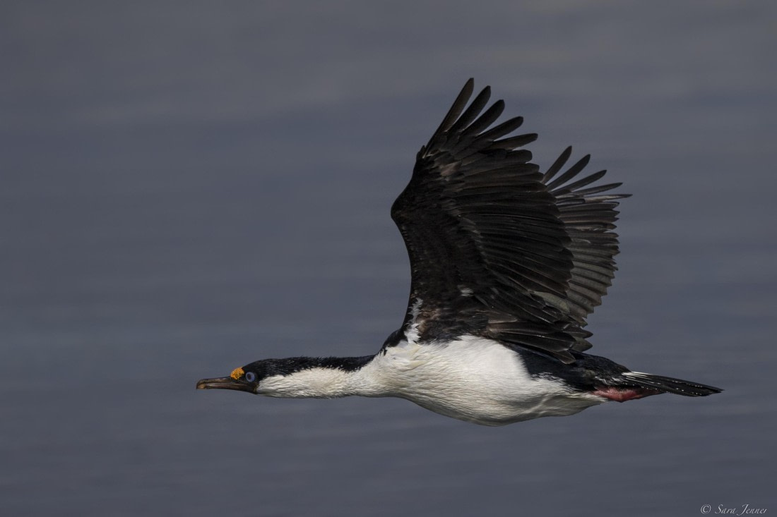 OTL27-25, Day 4, Shag © Sara Jenner - Oceanwide Expeditions.jpg