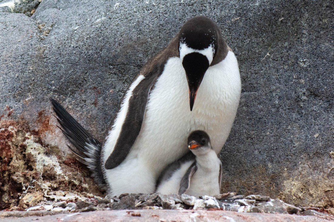 OTL27-25, Day 5, _DSC4803 © Hana Spickova - Oceanwide Expeditions.jpg