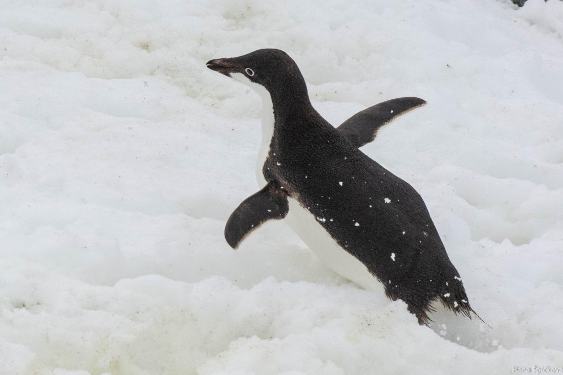 OTL27-25, Day 5, _DSC4833 © Hana Spickova - Oceanwide Expeditions.jpg