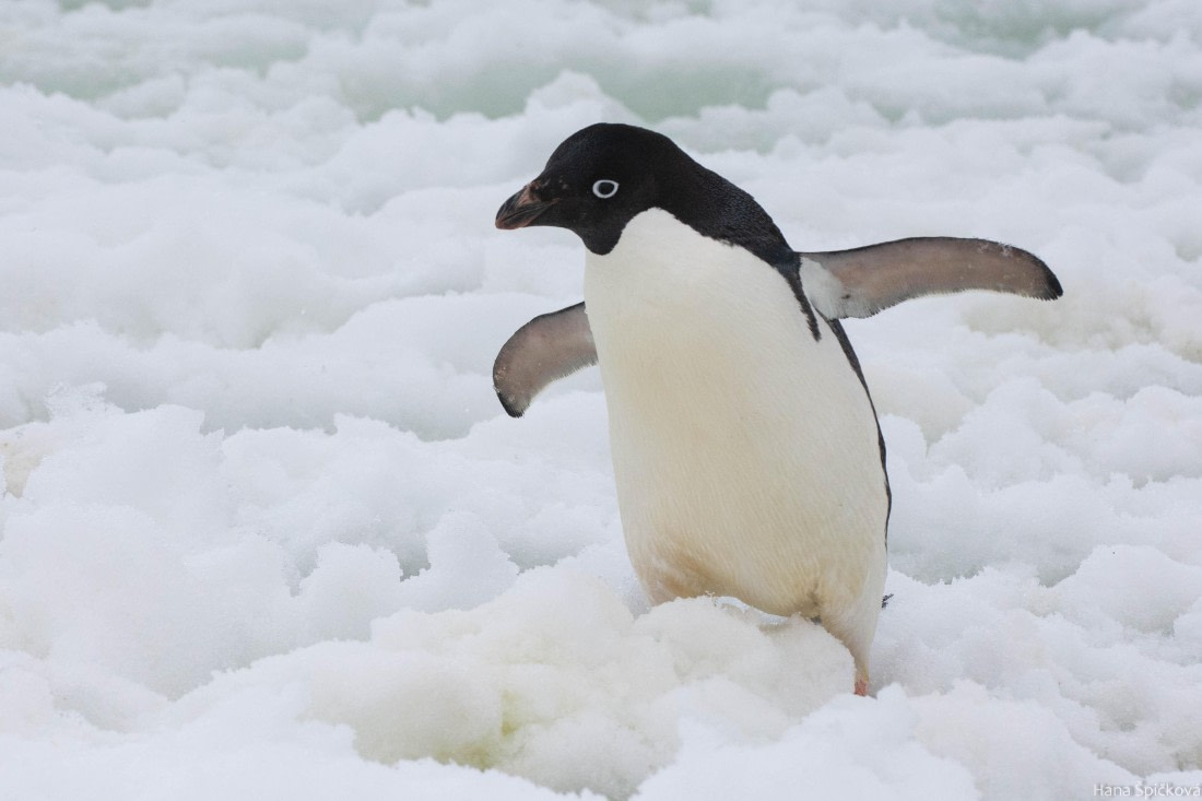 OTL27-25, Day 5, _DSC4852 © Hana Spickova - Oceanwide Expeditions.jpg