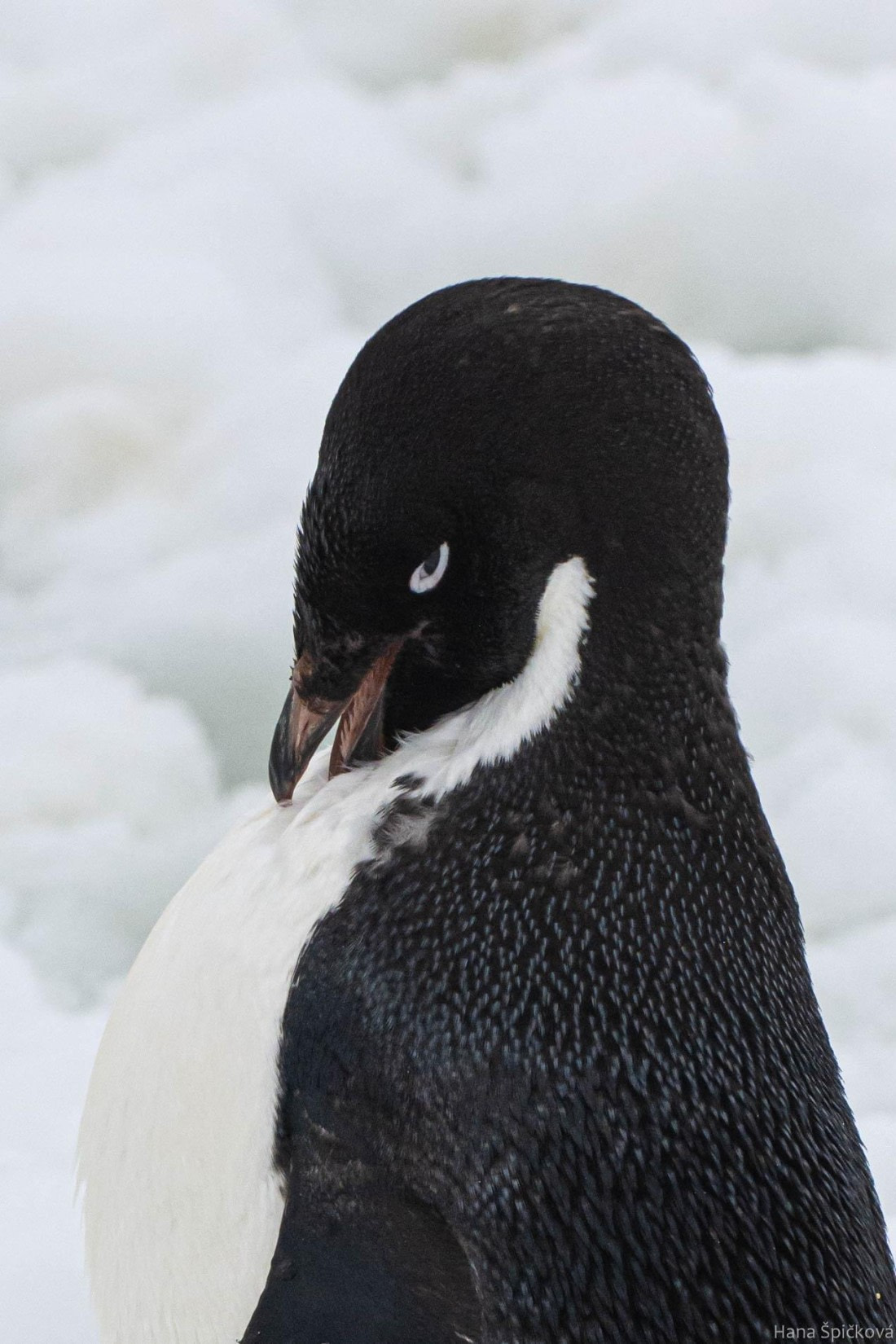 OTL27-25, Day 5, _DSC4856 © Hana Spickova - Oceanwide Expeditions.jpg