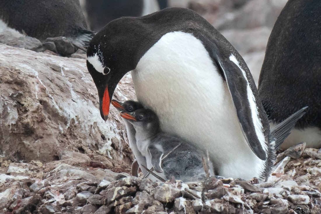 OTL27-25, Day 5, _DSC4863 © Hana Spickova - Oceanwide Expeditions.jpg