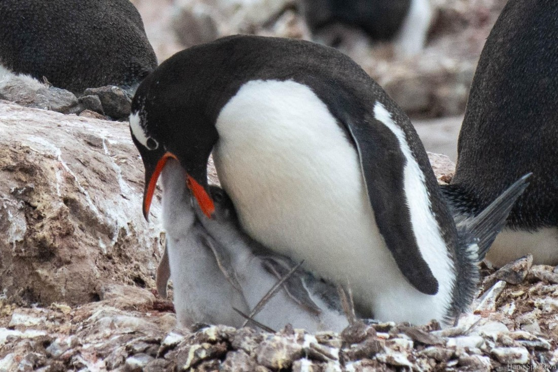 OTL27-25, Day 5, _DSC4872 © Hana Spickova - Oceanwide Expeditions.jpg