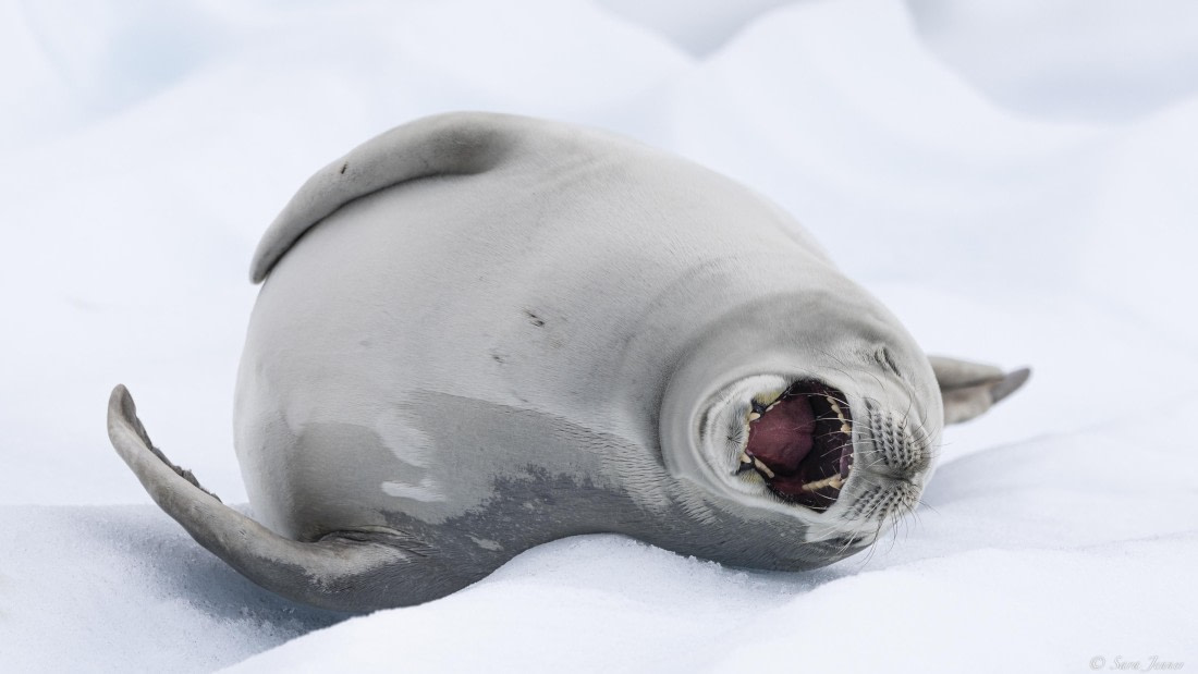 OTL27-25, Day 5, Crabeater 2 (2) © Sara Jenner - Oceanwide Expeditions.jpg