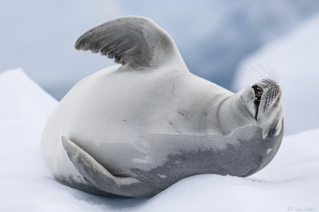 OTL27-25, Day 5, Crabeater 3 (2) © Sara Jenner - Oceanwide Expeditions.jpg