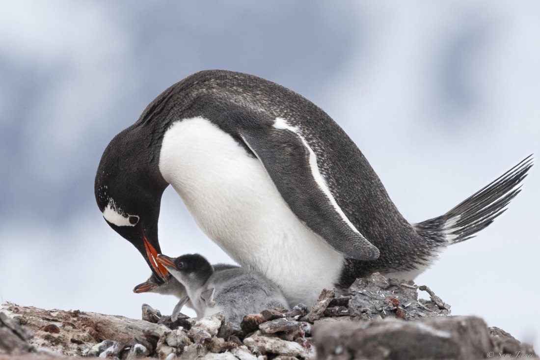 OTL27-25, Day 5, Gentoo and 2 chicks © Sara Jenner - Oceanwide Expeditions.jpg