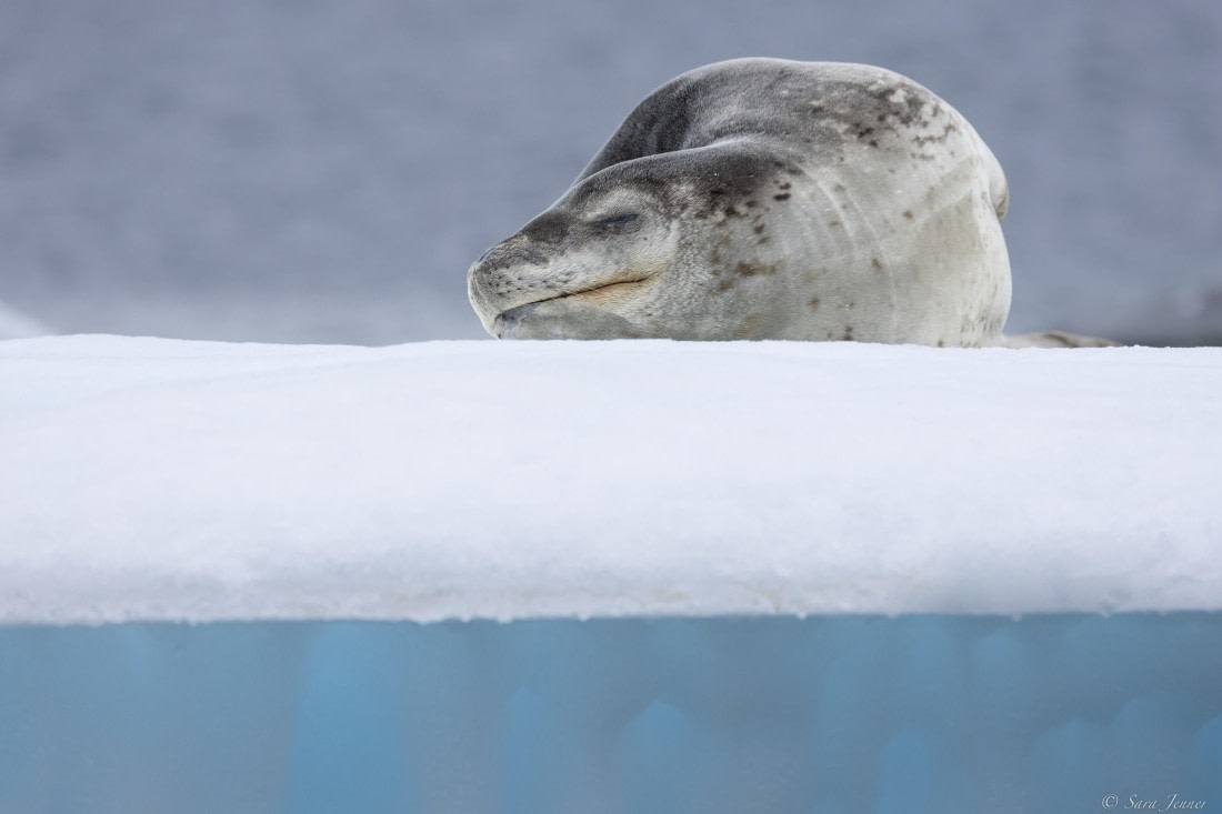 OTL27-25, Day 5, Leopard Seal 1 (2) © Sara Jenner - Oceanwide Expeditions.jpg