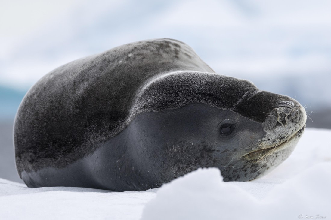 OTL27-25, Day 5, Leopard Seal 2 (2) © Sara Jenner - Oceanwide Expeditions.jpg