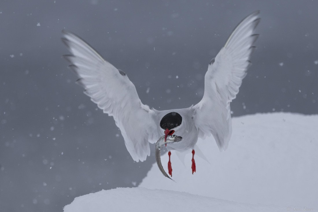 OTL27-25, Day 6, Antarctic tern 2 © Sara Jenner - Oceanwide Expeditions.jpg