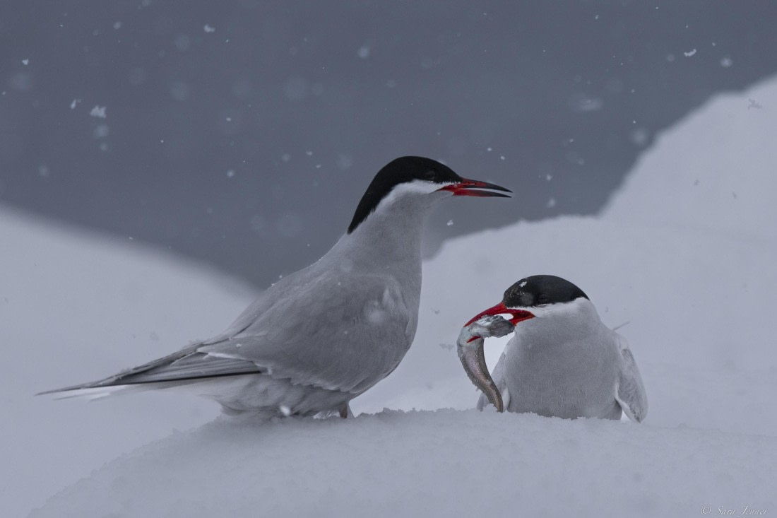 OTL27-25, Day 6, Antarctic tern 4 © Sara Jenner - Oceanwide Expeditions.jpg