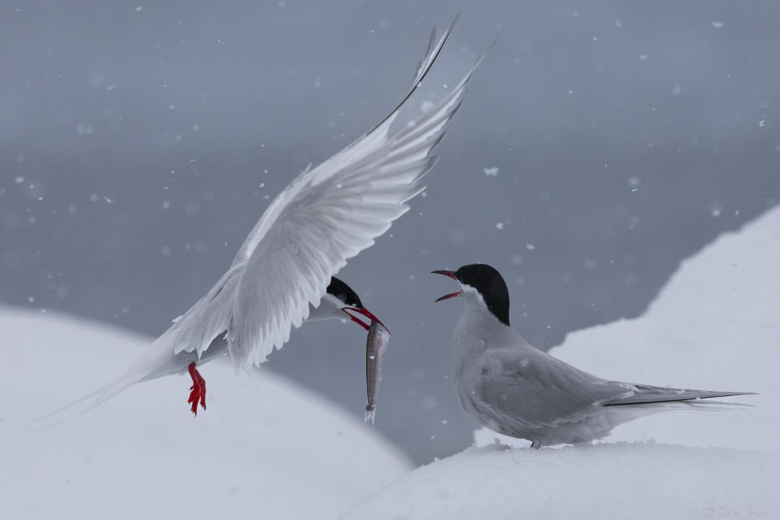 OTL27-25, Day 6, Antarctic tern 6 © Sara Jenner - Oceanwide Expeditions.jpg