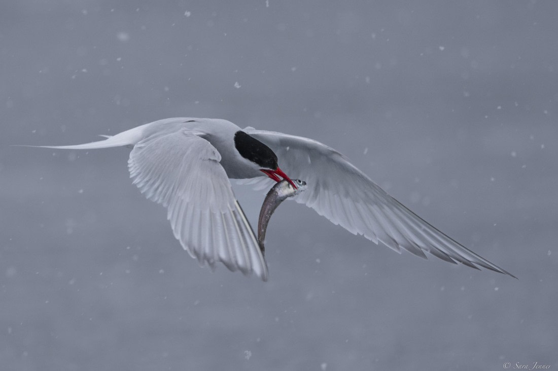 OTL27-25, Day 6, Antarctic tern 7 © Sara Jenner - Oceanwide Expeditions.jpg