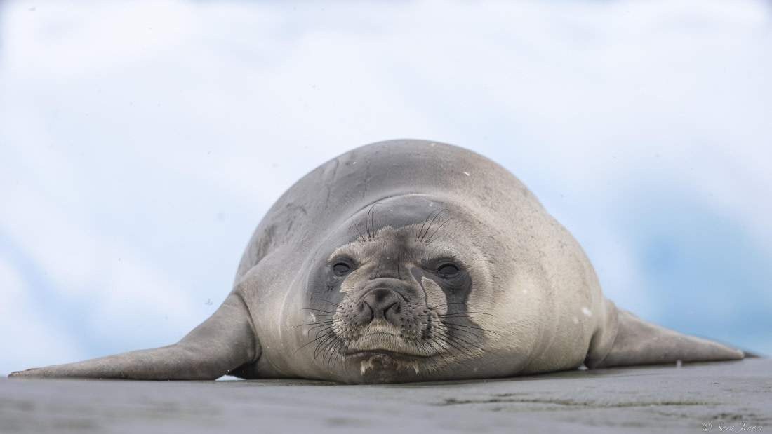 OTL27-25, Day 6, Elephant seal at Portal Point © Sara Jenner - Oceanwide Expeditions.jpg