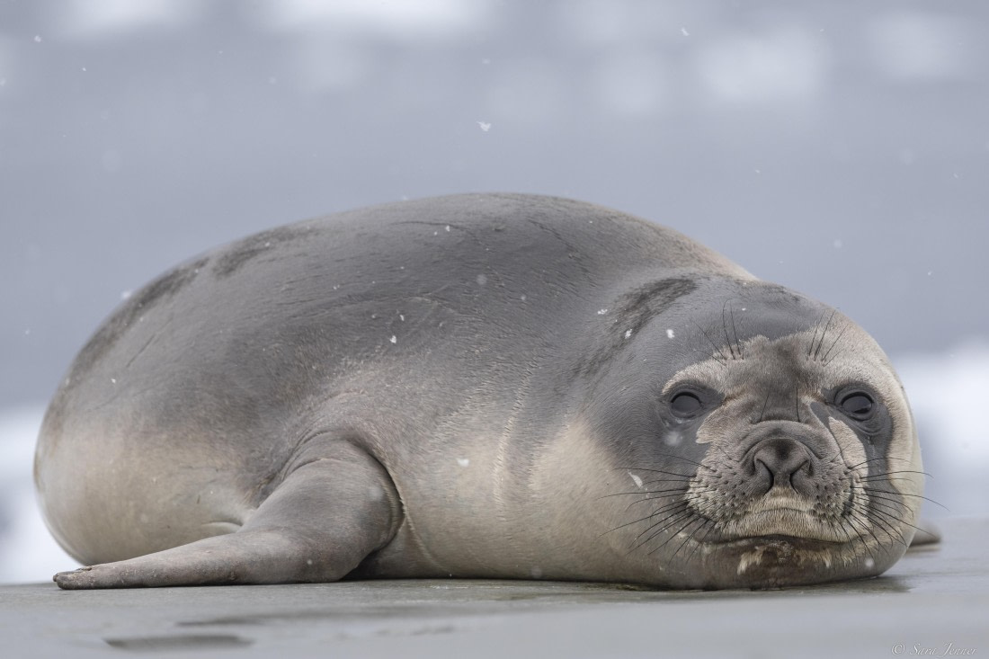 OTL27-25, Day 6, Elephant seal at Portal Point-2 © Sara Jenner - Oceanwide Expeditions.jpg